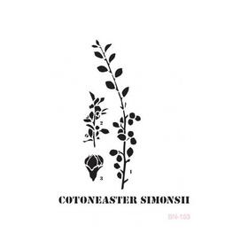 Plantilla Cotoneaster Simonsii | Cadence | Cotoneaster Simonsii