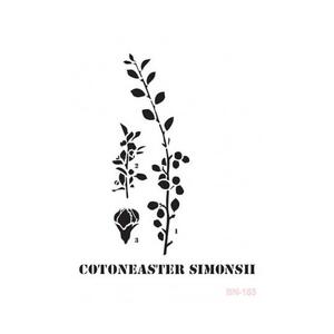 Plantilla Cotoneaster Simonsii